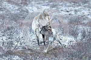 Portrait of a reindeer in Mongolian taiga.