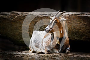 Portrait of relaxing brown and white goat. Goad with long goatee wearing metal bell on neck. Horned domestic animal at farm. Goat