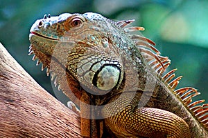 Portrait of a reptile lizard