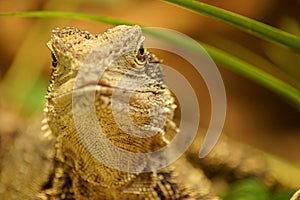 Portrait of a reptile lizard