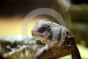 Portrait of a reptile lizard