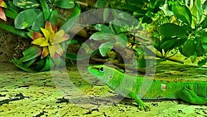 Portrait of a reptile lizard