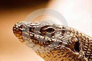 Portrait of a reptile lizard