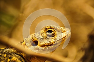 Portrait of a reptile lizard