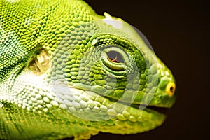 Portrait of a reptile lizard