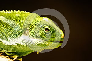 Portrait of a reptile lizard