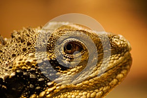 Portrait of a reptile lizard