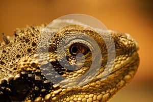 Portrait of a reptile lizard