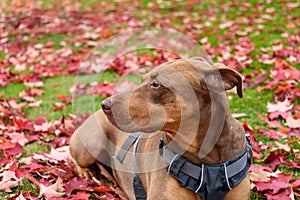 Portrait of rescue dog, Doberman mix, outside on lawn with red maple leaves