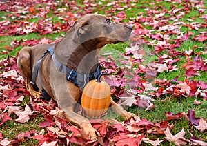 Portrait of rescue dog, Doberman mix, outside on lawn with red maple leaves, fall harvest pumpkin