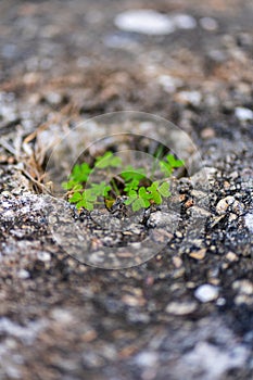 A portrait of resilience, plant growing out of crack in ground