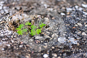 A portrait of resilience, plant growing out of crack in ground