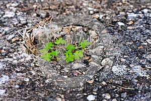 A portrait of resilience, plant growing out of crack in ground