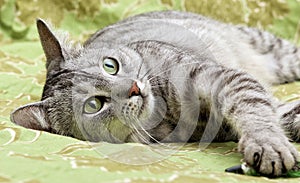 Portrait of resting cat close up, green eyes cat close up, only face, beautiful grey cat