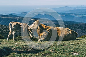 Portrait of a resting cow caressing her little calf