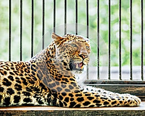 Portrait of a resting leopard