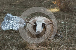 Portrait of resting ram with circle horns laying on wild field and eating grass