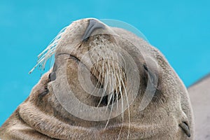 Portrait of resting sea lion