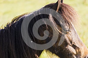 Portrait of a resting Welsh Mountain Pony mare