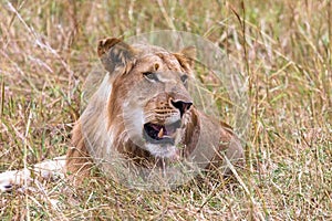 Portrait of a resting young lion. Kenya, Africa