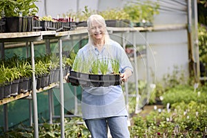 Retired Senior Woman Working Part Time Job In Garden Centre Checking Plants In Greenhouse Or Polytunnel photo