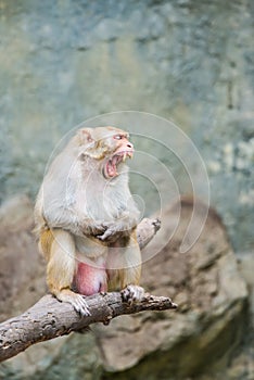 Portrait of Rhesus Macaque