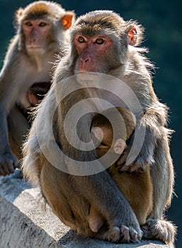 Portrait of a Rhesus macaque in Kam Shan Country Park, Hong Kong