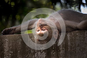 Portrait of The Rhesus Macaque Monkey sleeping upside down and staring