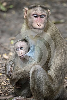 A Portrait of The Rhesus Macaque Mother Monkey Feeding her Baby and showing emotions