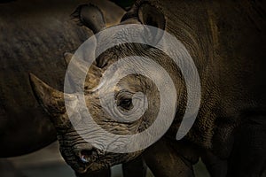 Portrait rhino - african, famous animal