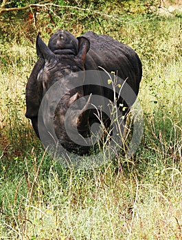 Portrait of rhinoceros, Bandia reserve, Senegal