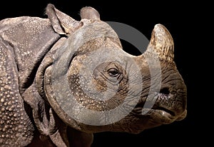 Portrait of a rhinoceros on black background, Berlin
