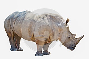 Portrait of rhinoceros isolated on white background
