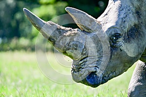 Portrait of a rhinocerous and it`s horn