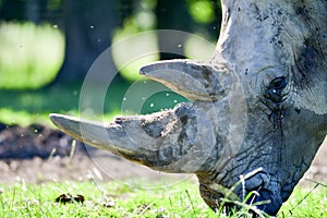 Portrait of a rhinocerous and it`s horn