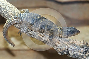 Portrait of a Rhodesian girdled lizard, Cordylus rhodesianus resting.