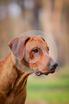 Portrait of a rhodesian ridgeback