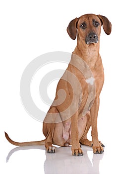 Portrait of Rhodesian Ridgeback