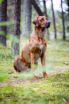 Portrait of a rhodesian ridgeback dog.