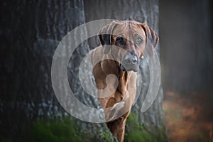 Portrait of a rhodesian ridgeback dog.