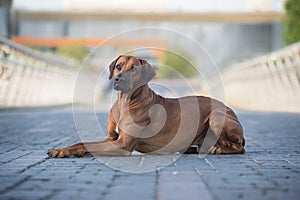 Portrait of a rhodesian ridgeback dog.