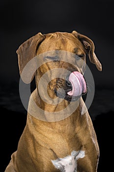 Portrait Rhodesian Ridgeback dog isolated black background sitting licking nose