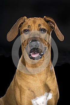 Portrait Rhodesian Ridgeback dog isolated black background sitting