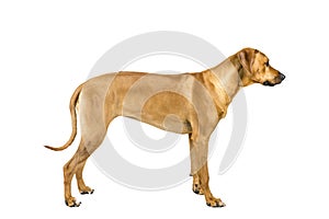 Portrait of a Rhodesian Ridgeback dog isolated on a white background studio shot standing sideways