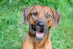 Portrait of rhodesian ridgeback male in front of a grass background