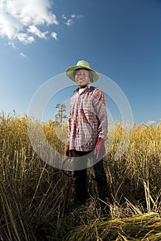 Portrait of a rice farmer