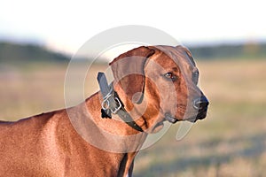 Portrait of Ridgeback