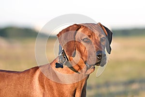 Portrait of Ridgeback