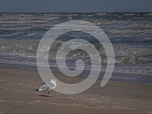 Portrait of a Ring Billed Seagull on the Beach