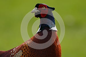 Portrait of a ring necked pheasant